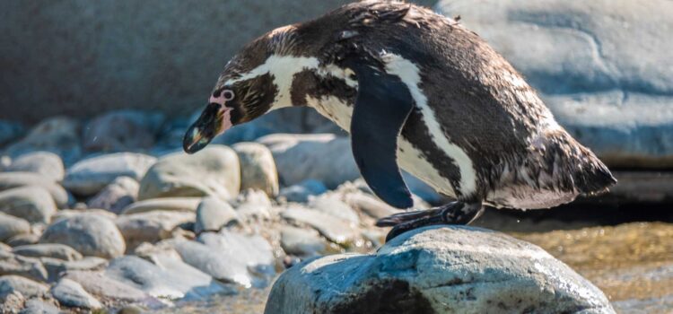 When Debian won’t do, Devuan 6 ‘Excalibur’ Linux makes the grade